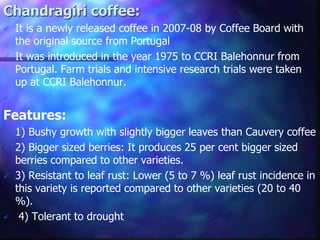 Chandragiri coffee:
 It is a newly released coffee in 2007-08 by Coffee Board with
the original source from Portugal
 It was introduced in the year 1975 to CCRI Balehonnur from
Portugal. Farm trials and intensive research trials were taken
up at CCRI Balehonnur.

Features:
 1) Bushy growth with slightly bigger leaves than Cauvery coffee
 2) Bigger sized berries: It produces 25 per cent bigger sized
berries compared to other varieties.
 3) Resistant to leaf rust: Lower (5 to 7 %) leaf rust incidence in
this variety is reported compared to other varieties (20 to 40
%).
 4) Tolerant to drought
 