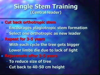 Single Stem Training
(Central leader)
 Cut back orthotropic stem
– Encourages plagiotropic stem formation
– Select one orthotropic as new leader
 Repeat for 3-5 years
– With each cycle the tree gets bigger
– Lower limbs die due to lack of light
 Rejuvenate after 3-5 years
– To reduce size of tree
– Cut back to 40-50 cm height
 