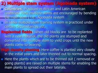 2) Multiple stem system (Agobiada system)
 Countries: Practiced in African and Latin American
countries. Here multiple stems are encouraged by bending
the main stem ( i.e., Agobiada system
 In India multiple stem training system is practiced under
certain circumstances viz.,
Replanted fields: When old blocks are to be replanted
with a new material, the old plants are stumped and
converted into multiple stem to yield crops until the new
plants come to bearing.
High density planting: Here coffee is planted very closely
in the initial years and later thinned out to normal spacing.
 Here the plants which are to be thinned out ( removed or
going plants) are raised on multiple stems for enabling the
main plants to spread out their laterals.
 