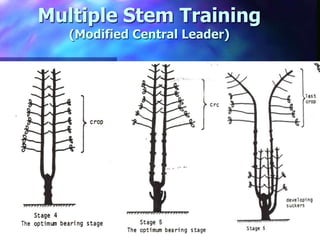 Multiple Stem Training
(Modified Central Leader)
 