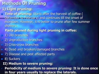 Methods Of Pruning
1) Light pruning:
 Time of pruning: Starts after the harvest of coffee (
December to February) and continues till the onset of
monsoon. However, it is better to prune after few summer
showers.
Parts pruned during light pruning in coffee:
 1) Old branches
 2) Unproductive branches
 3) Criss-cross branches
 4) Dead and broaken/damaged branches
 7) Disease and pest affected parts
 8) Suckers
II) Medium to severe pruning:
 Periodicity of medium to severe pruning: It is done once
in four years usually to replace the laterals.
 