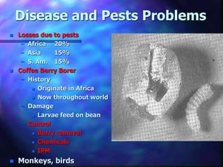 Disease and Pests Problems
 Insert Fig
8.4, p 87
 Losses due to pests
– Africa 20%
– Asia 15%
– S. Am. 15%
 Coffee Berry Borer
– History
 Originate in Africa
 Now throughout world
– Damage
 Larvae feed on bean
– Control
 Berry removal
 Chemicals
 IPM
 Monkeys, birds
 