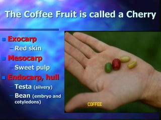 The Coffee Fruit is called a Cherry
 Exocarp
– Red skin
 Mesocarp
– Sweet pulp
 Endocarp, hull
– Testa (silvery)
– Bean (embryo and
cotyledons)
 