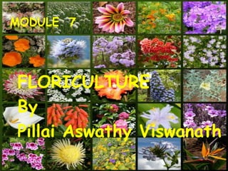 MODULE 7
FLORICULTURE
By
Pillai Aswathy Viswanath
 