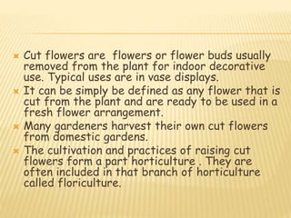  Cut flowers are flowers or flower buds usually
removed from the plant for indoor decorative
use. Typical uses are in vase displays.
 It can be simply be defined as any flower that is
cut from the plant and are ready to be used in a
fresh flower arrangement.
 Many gardeners harvest their own cut flowers
from domestic gardens.
 The cultivation and practices of raising cut
flowers form a part horticulture . They are
often included in that branch of horticulture
called floriculture.
 