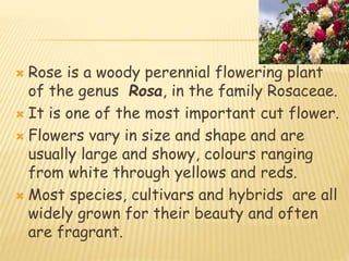  Rose is a woody perennial flowering plant
of the genus Rosa, in the family Rosaceae.
 It is one of the most important cut flower.
 Flowers vary in size and shape and are
usually large and showy, colours ranging
from white through yellows and reds.
 Most species, cultivars and hybrids are all
widely grown for their beauty and often
are fragrant.
 