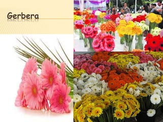 Gerbera
 