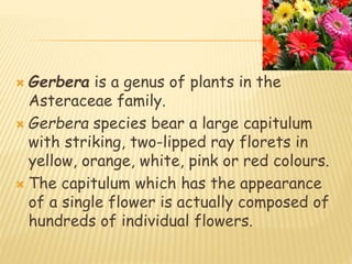  Gerbera is a genus of plants in the
Asteraceae family.
 Gerbera species bear a large capitulum
with striking, two-lipped ray florets in
yellow, orange, white, pink or red colours.
 The capitulum which has the appearance
of a single flower is actually composed of
hundreds of individual flowers.
 