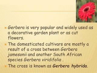  Gerbera is very popular and widely used as
a decorative garden plant or as cut
flowers.
 The domesticated cultivars are mostly a
result of a cross between Gerbera
jamesonii and another South African
species Gerbera viridifolia .
 The cross is known as Gerbera hybrida.
 