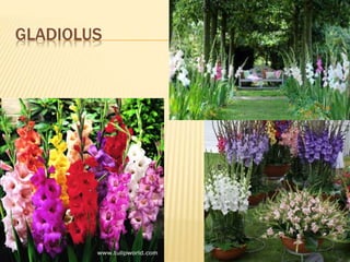 GLADIOLUS
 