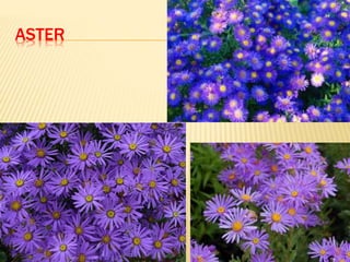 ASTER
 