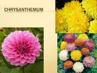 CHRYSANTHEMUM
 