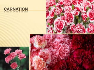 CARNATION
 