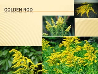 GOLDEN ROD
 