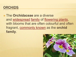 ORCHIDS
 The Orchidaceae are a diverse
and widespread family of flowering plants,
with blooms that are often colourful and often
fragrant, commonly known as the orchid
family.
 