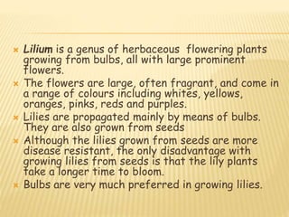  Lilium is a genus of herbaceous flowering plants
growing from bulbs, all with large prominent
flowers.
 The flowers are large, often fragrant, and come in
a range of colours including whites, yellows,
oranges, pinks, reds and purples.
 Lilies are propagated mainly by means of bulbs.
They are also grown from seeds
 Although the lilies grown from seeds are more
disease resistant, the only disadvantage with
growing lilies from seeds is that the lily plants
take a longer time to bloom.
 Bulbs are very much preferred in growing lilies.
 