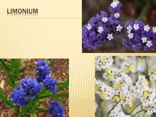 LIMONIUM
 