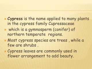  Cypress is the name applied to many plants
in the cypress family Cupressaceae
 which is a gymnosperm (conifer) of
northern temperate regions.
 Most cypress species are trees , while a
few are shrubs .
 Cypress leaves are commonly used in
flower arrangement to add beauty.
 