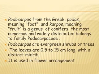  Podocarpus from the Greek, podos,
meaning "foot", and karpos, meaning
"fruit“ is a genus of conifers the most
numerous and widely distributed belongs
to family Podocarpaceae .
 Podocarpus are evergreen shrubs or trees.
 The leaves are 0.5 to 15 cm long, with a
distinct midrib.
 It is used in flower arrangement
 