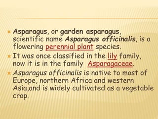  Asparagus, or garden asparagus,
scientific name Asparagus officinalis, is a
flowering perennial plant species.
 It was once classified in the lily family,
now it is in the family Asparagaceae.
 Asparagus officinalis is native to most of
Europe, northern Africa and western
Asia,and is widely cultivated as a vegetable
crop.
 