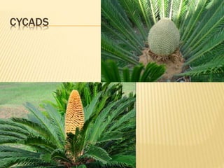 CYCADS
 