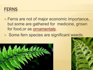 FERNS
 Ferns are not of major economic importance,
but some are gathered for medicine, grown
for food,or as ornamentals.
 Some fern species are significant weeds.
 