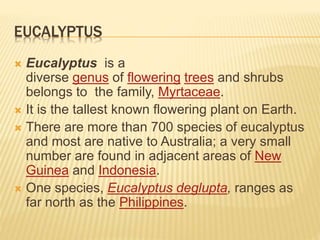 EUCALYPTUS
 Eucalyptus is a
diverse genus of flowering trees and shrubs
belongs to the family, Myrtaceae.
 It is the tallest known flowering plant on Earth.
 There are more than 700 species of eucalyptus
and most are native to Australia; a very small
number are found in adjacent areas of New
Guinea and Indonesia.
 One species, Eucalyptus deglupta, ranges as
far north as the Philippines.
 