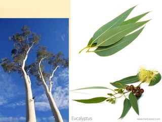 Common cut flowers