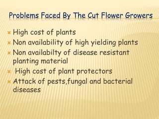 Problems Faced By The Cut Flower Growers
 High cost of plants
 Non availability of high yielding plants
 Non availabilty of disease resistant
planting material
 High cost of plant protectors
 Attack of pests,fungal and bacterial
diseases
 