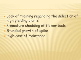  Lack of training regarding the selection of
high yielding plants
 Premature shedding of flower buds
 Stunded growth of spike
 High cost of maintance
 