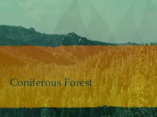 Coniferous Forest
 