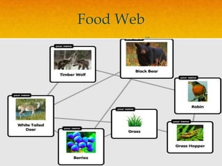 Food Web
 