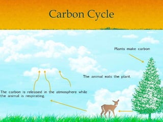 Carbon Cycle
 