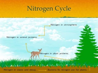 Nitrogen Cycle
 