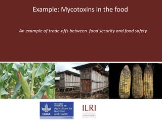 Example: Mycotoxins in the food
An example of trade-offs between food security and food safety
 