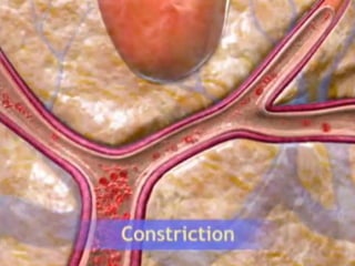 ANTI-INFLAMATÓRIOS e ANALGÉSICOS