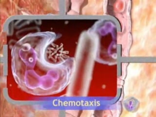 ANTI-INFLAMATÓRIOS e ANALGÉSICOS