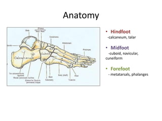 Anatomy
• Hindfoot
-calcaneum, talar
• Midfoot
-cuboid, navicular,
cuneiform
• Forefoot
- metatarsals, phalanges
 