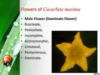 Flowers of Cucurbita maxima
• Male Flower (Staminate Flower)
• Bracteate,
• Pedicellate,
• Incomplete,
• Actinomorphic,
• Unisexual,
• Pentamerous,
• Staminate.
 