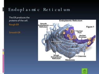 Endoplasmic Reticulum The ER produces the proteins of the cell. Rough ER Smooth ER 