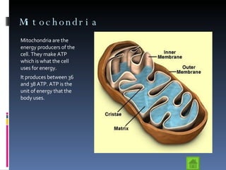 Mitochondria Mitochondria are the energy producers of the cell. They make ATP which is what the cell uses for energy. It produces between 36 and 38 ATP. ATP is the unit of energy that the body uses. 