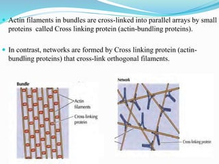  Actin filaments in bundles are cross-linked into parallel arrays by small
proteins called Cross linking protein (actin-bundling proteins).
 In contrast, networks are formed by Cross linking protein (actin-
bundling proteins) that cross-link orthogonal filaments.
 