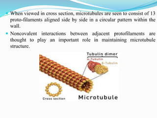  When viewed in cross section, microtubules are seen to consist of 13
proto-filaments aligned side by side in a circular pattern within the
wall.
 Noncovalent interactions between adjacent protofilaments are
thought to play an important role in maintaining microtubule
structure.
 