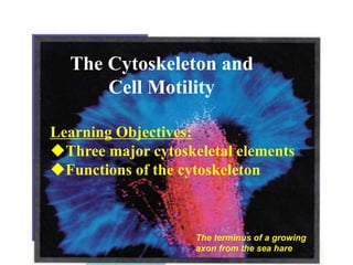 The Cytoskeleton and
Cell Motility
Learning Objectives:
Three major cytoskeletal elements
Functions of the cytoskeleton
The terminus of a growing
axon from the sea hare
 