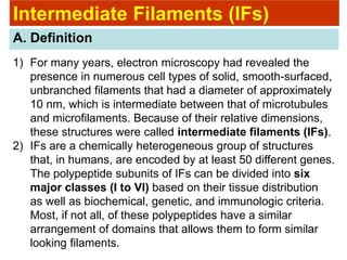 Intermediate Filaments (IFs)
A. Definition
1) For many years, electron microscopy had revealed the
presence in numerous cell types of solid, smooth-surfaced,
unbranched filaments that had a diameter of approximately
10 nm, which is intermediate between that of microtubules
and microfilaments. Because of their relative dimensions,
these structures were called intermediate filaments (IFs).
2) IFs are a chemically heterogeneous group of structures
that, in humans, are encoded by at least 50 different genes.
The polypeptide subunits of IFs can be divided into six
major classes (I to VI) based on their tissue distribution
as well as biochemical, genetic, and immunologic criteria.
Most, if not all, of these polypeptides have a similar
arrangement of domains that allows them to form similar
looking filaments.
 