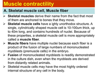 Muscle contractility
A. Skeletal muscle cell, Muscle fiber
 Skeletal muscles derive their name from the fact that most
of them are anchored to bones that they move.
 Skeletal muscle cells have a ighly unorthodox structure. A
single, cylindrically shaped muscle cell is 10-100um thick, up
to 40m long, and contains hundreds of nuclei. Because of
these properties, a skeletal muscle cell is more appropriately
called a muscle fiber.
 Muscle fibers have multiple nuclei because each fiber is a
product of the fusion of large numbers of mononucleated
myoblasts (premuscle cells) in the embryo.
 Fusion of mononucleated myoblasts is readily demonstrated
in the culture dish, even when the myoblasts are derived
from distantly related animals.
 Skeletal muscle cells may have the most highly ordered
internal structure of any cell in the body.
 