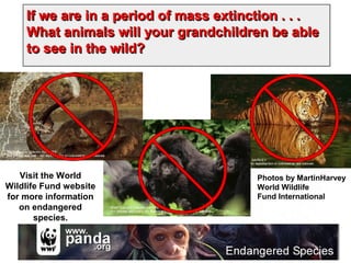 If we are in a period of mass extinction . . .If we are in a period of mass extinction . . .
What animals will your grandchildren be ableWhat animals will your grandchildren be able
to see in the wild?to see in the wild?
If we are in a period of mass extinction . . .If we are in a period of mass extinction . . .
What animals will your grandchildren be ableWhat animals will your grandchildren be able
to see in the wild?to see in the wild?
Visit the World
Wildlife Fund website
for more information
on endangered
species.
Photos by MartinHarvey
World Wildlife
Fund International
 