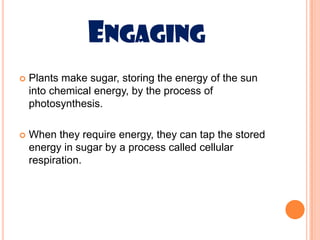 ENGAGING
   Plants make sugar, storing the energy of the sun
    into chemical energy, by the process of
    photosynthesis.

   When they require energy, they can tap the stored
    energy in sugar by a process called cellular
    respiration.
 