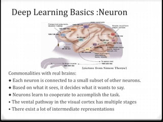 Commonalities with real brains:
● Each neuron is connected to a small subset of other neurons.
● Based on what it sees, it decides what it wants to say.
● Neurons learn to cooperate to accomplish the task.
• The vental pathway in the visual cortex has multiple stages
• There exist a lot of intermediate representations
Deep Learning Basics :Neuron
 