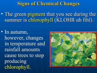 Signs of Chemical Changes The green  pigmen t that you see during the summer is  chlorophyll  (KLOHR uh fihl).  In autumn, however, changes in temperature and rainfall amounts cause trees to stop producing  chlorophyll .  